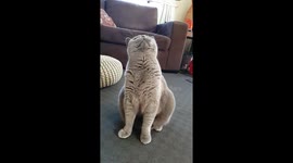 When you're too unco for the slo-mo! Scooter the Cat vs mouse tail in 'claw'some slow motion!
