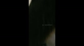 Husky playing in the couch