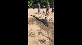 Beachgoers rescue stranded shark dumped on sand after being caught by fisherman