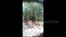 Touching moment rescued baby deer is released in forest
