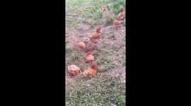 Free range chicken - chicken eating grass outdoors