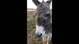 Donkeys in Donegal enjoying the sunrise