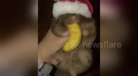 Chunky hamster devours large cookie half the size of him in one go