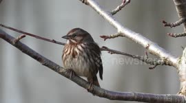 Noisy little song sparrow