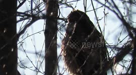 Red tailed hawk through the branches