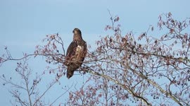 Young bald eagle in delta