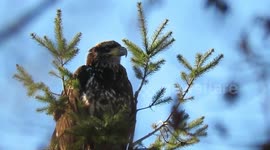 Lovely young bald eagle at Reifel