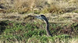 Heron hunting for voles