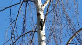 Downy woodpecker at Terranova
