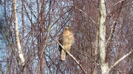 Red Tailed Hawk enjoying the Sunday sunshine