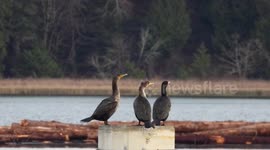 SNAFU - life on the Fraser river Vancouver BC