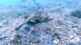 Yellow stingray searching for a snack
