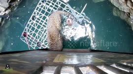 Wildlife SOS team rescue leopard trapped in 50-feet-deep well in India