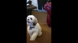 Buddy sitting pretty