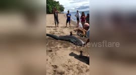 Beachgoers rescue stranded shark dumped on sand after being caught by fisherman