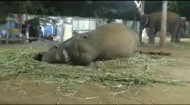 Elephants tuck in for a (rather loud) good night's sleep at India rejuvenation camp