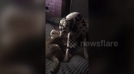 Adorable video shows feline suckling dalmatian's teat