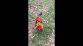 The rooster attacks and fights with the man's feet
