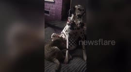 Cat sucks on dog's nipple in bizarre cross-species interaction