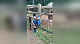 Too cute! Playful baby elephant prods mahout with his trunk