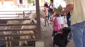 A naughty goat prefers ice cream to healthy green vegetables, and bites man to remind him, to feed more ice cream to the goat.