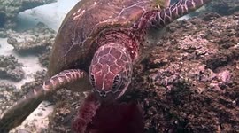 Turtle Gobbles Jellyfish