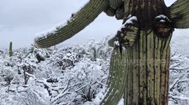Snow in Saguaro National Park