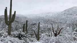 Arizona desert snow storm