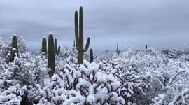 Snow coats cacti in Arizona desert