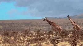 A Couple of Giraffes