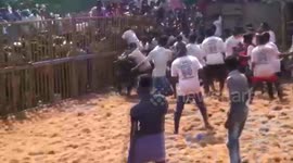 Dangerous bull-taming festival 'Jalikattu' leaves 10 injured in southern India