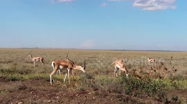 Antelopes in the savannah