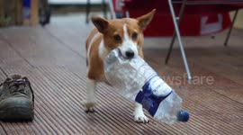 Adorable dog joins the war on plastic