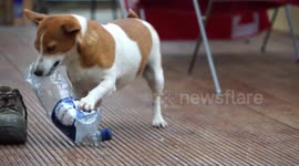 Adorable dog joins the war on plastic