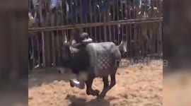 Dangerous bull-taming festival ‘Jalikattu’ leaves 10 injured in Tamil Nadu, southern India