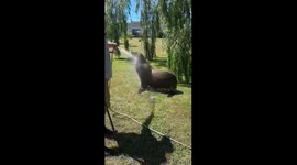 Lost seal having a cool down