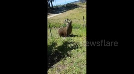 Sea lion clambers for shade in garden as temperatures soar in southern Australia