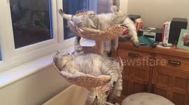 Cat brothers in crazy sleeping poses