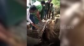 Eight-year-old Asiatic lioness rescued from 50-ft well after a marathon operation of 12 hours in Gujarat, India