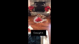 Dog caught chewing feather pillow