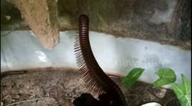 Close up of a Giant Millipede Insect