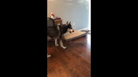 Dog conversations