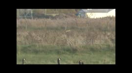 Short eared Owl Asio flammeus hunting for voles at Rainham Marshes