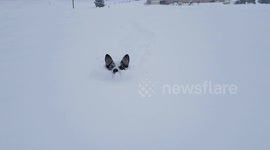 Corgi lost in snow plows her way back to humans