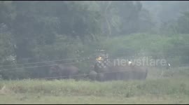 Herd of elephants storms Indian village