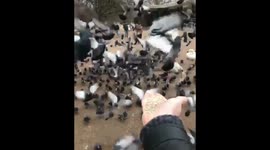 London Bird Feeder Gets Swarmed By Hungry Birds