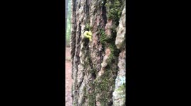 Inchworm slowly climbs a tree