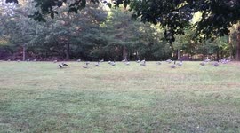 Geese takeoff and kids yell