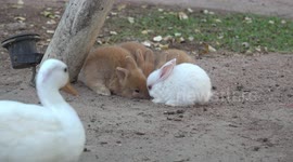 Cheeky duck comes in and swoops carrot from adorable bunnies