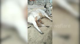 Cow adopts four puppies after their mother dies in accident